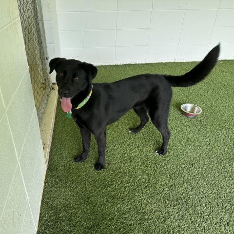Miley, an adoptable Black Labrador Retriever in LOXAHATCHEE, FL, 33470 | Photo Image 4