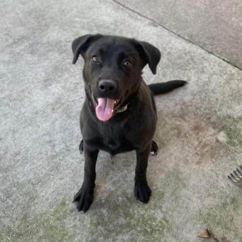 Miley, an adoptable Black Labrador Retriever in LOXAHATCHEE, FL, 33470 | Photo Image 1
