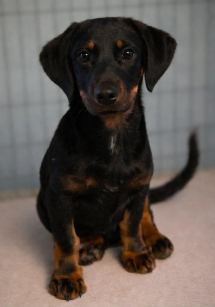 Enlarge Wobie, a Adopted mixed breed in El Dorado, AR image 1/2