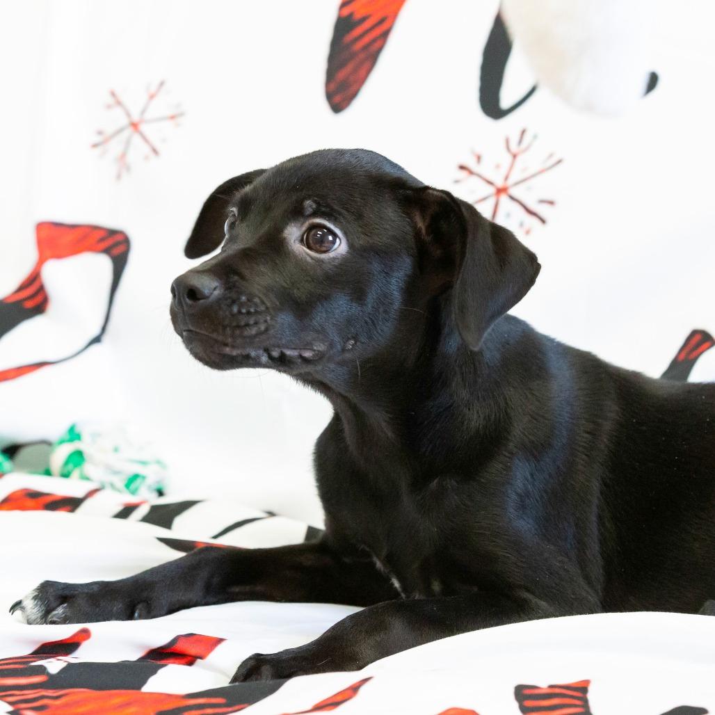 Enlarge Lillian, a Adoptable Mixed Breed in Cartersville, GA image 1/4