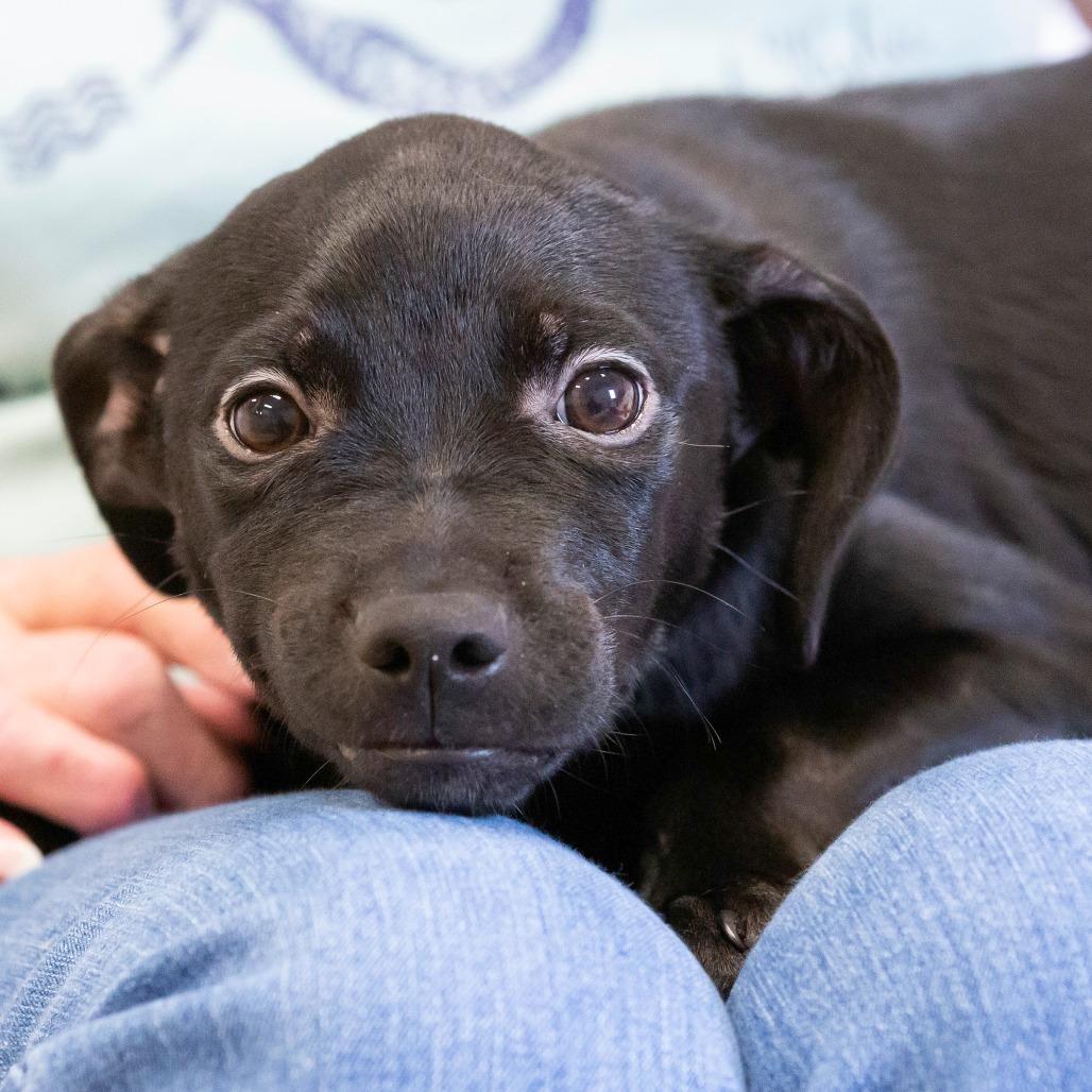Enlarge Lillian, a Adoptable Mixed Breed in Cartersville, GA image 2/4