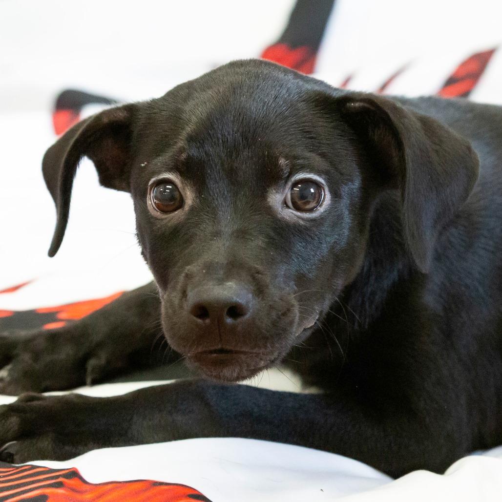 Enlarge Lillian, a Adoptable Mixed Breed in Cartersville, GA image 3/4