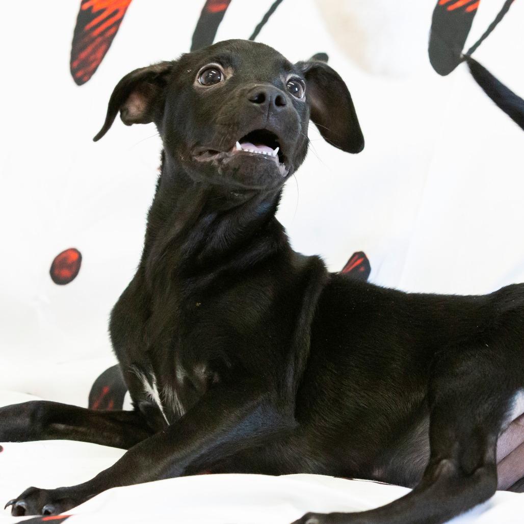 Enlarge Lillian, a Adoptable Mixed Breed in Cartersville, GA image 4/4