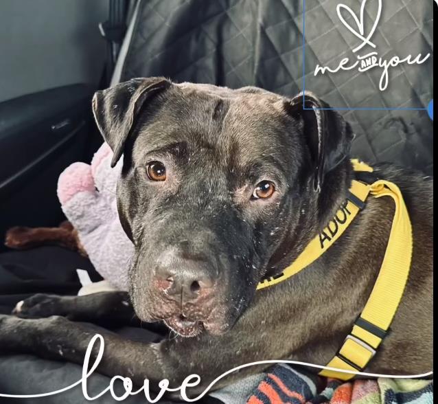 Enlarge JUDE, a Adoptable Mixed Breed in Jacksonville, FL image 1/1