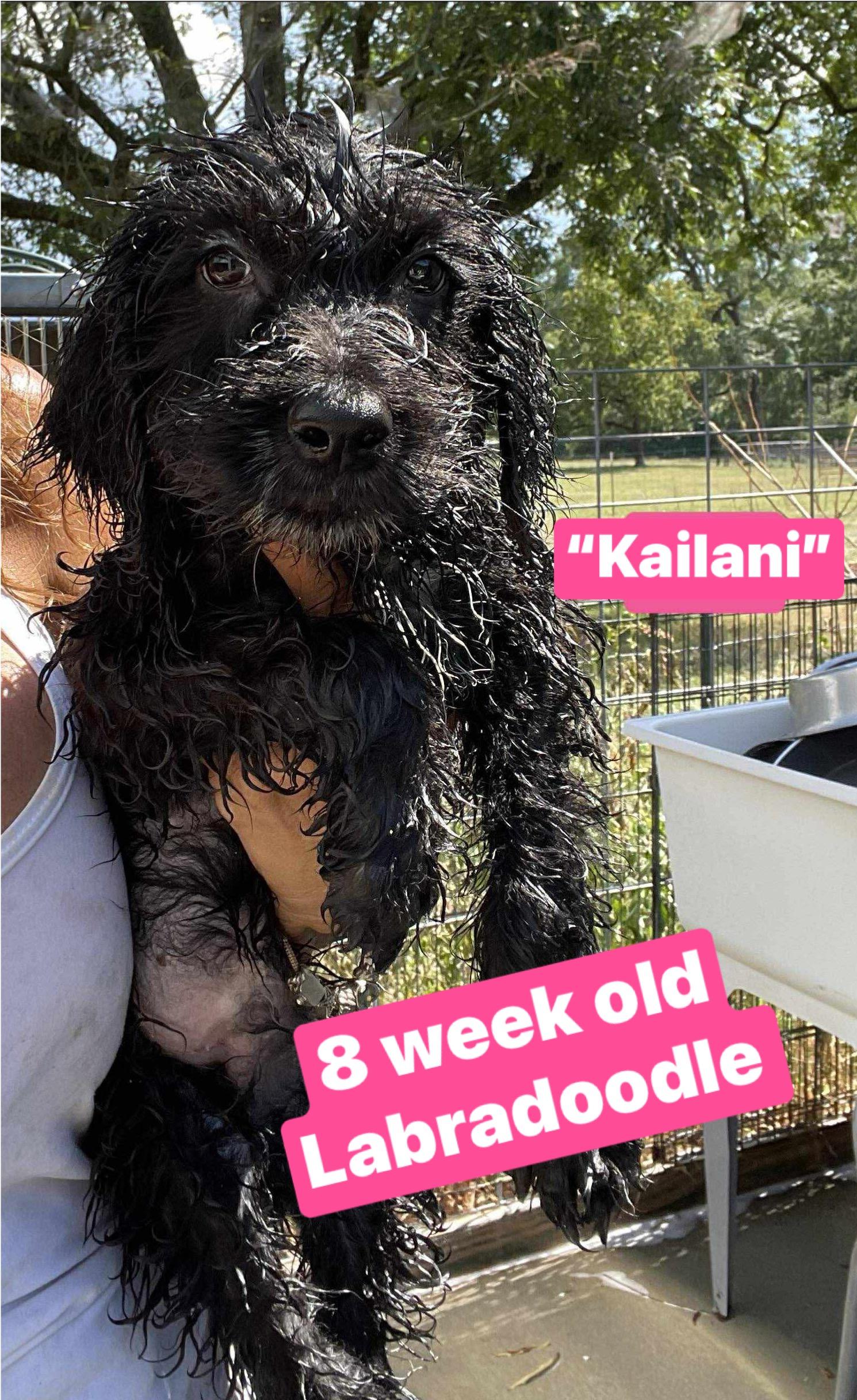 Kailani, Baby Female unknown