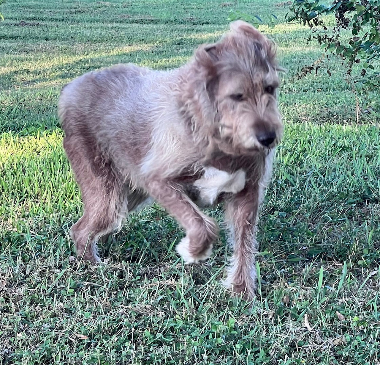 KoKo, Adoptable, Young Female Great Dane & Poodle.