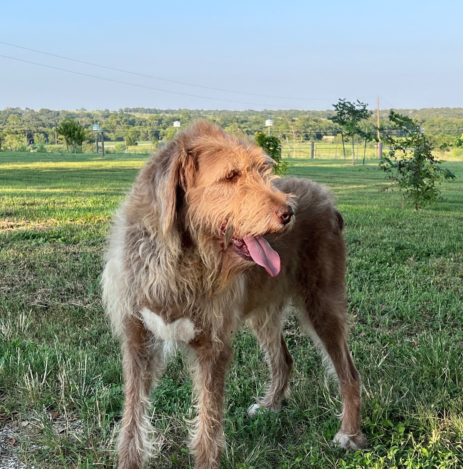 Enlarge KoKo, a Adoptable mixed breed in Austin, TX image 2/3
