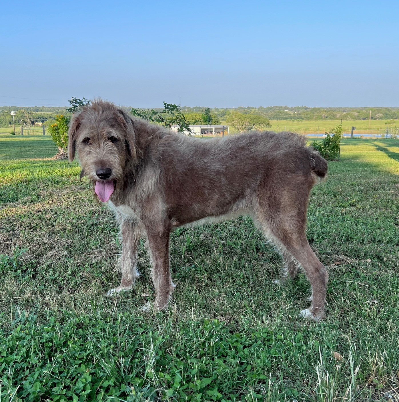 Enlarge KoKo, a Adoptable mixed breed in Austin, TX image 3/3
