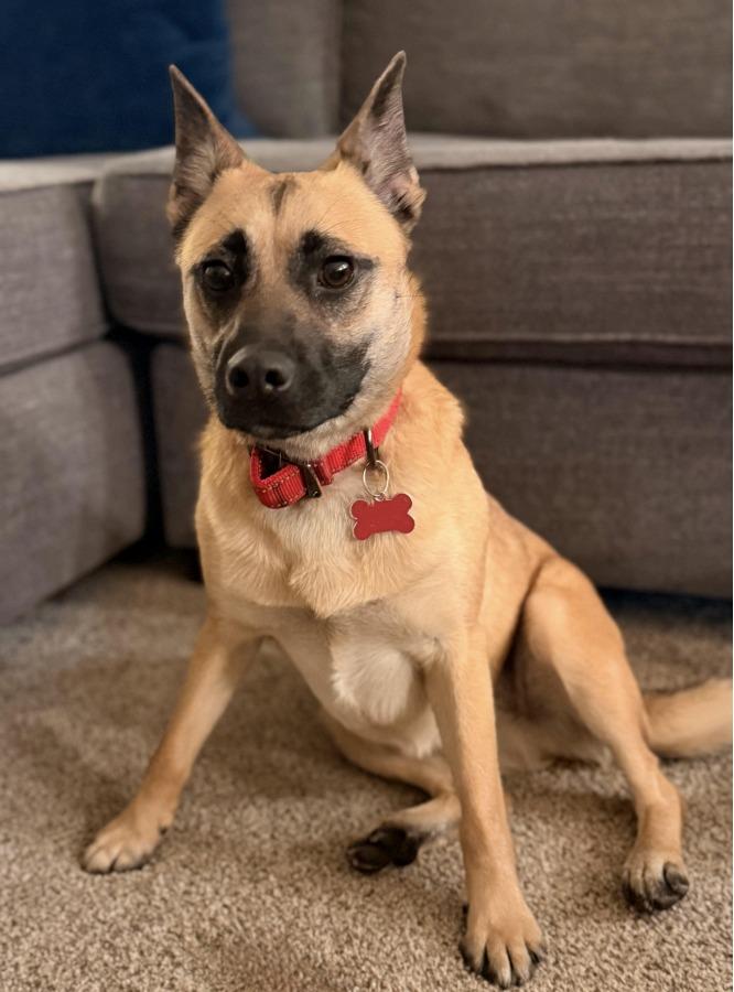 Enlarge Harriett, an adopted mixed breed in La Crescent, MN image 3/3