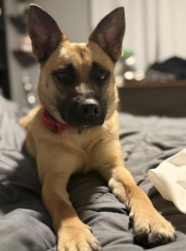 Enlarge Harriett, an adopted mixed breed in La Crescent, MN image 2/3