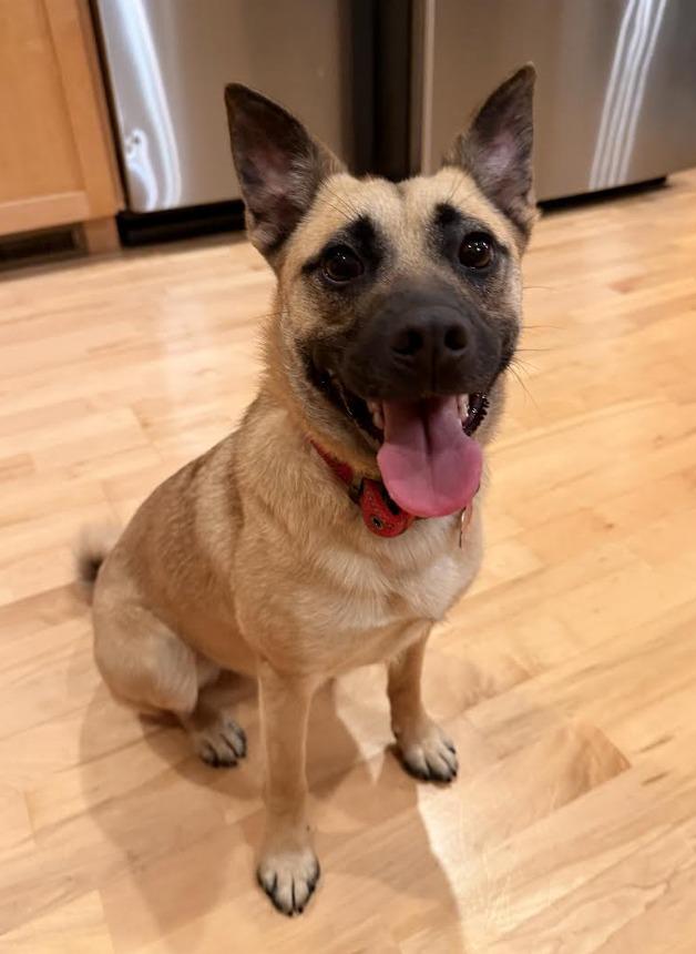 Enlarge Harriett, an adopted mixed breed in La Crescent, MN image 1/3