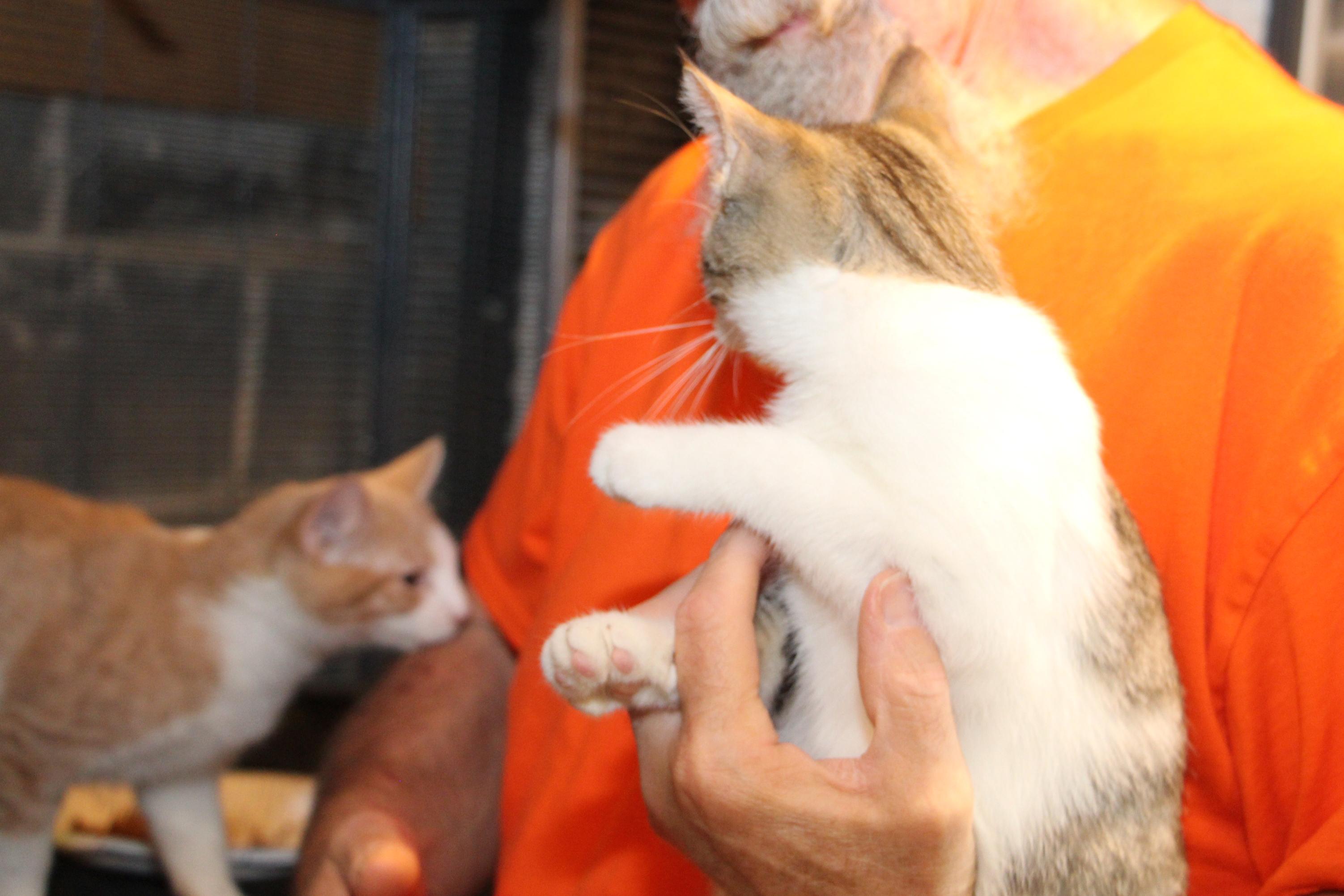 Enlarge Barney Fife, a Adoptable mixed breed in Harrisburg, PA image 4/4