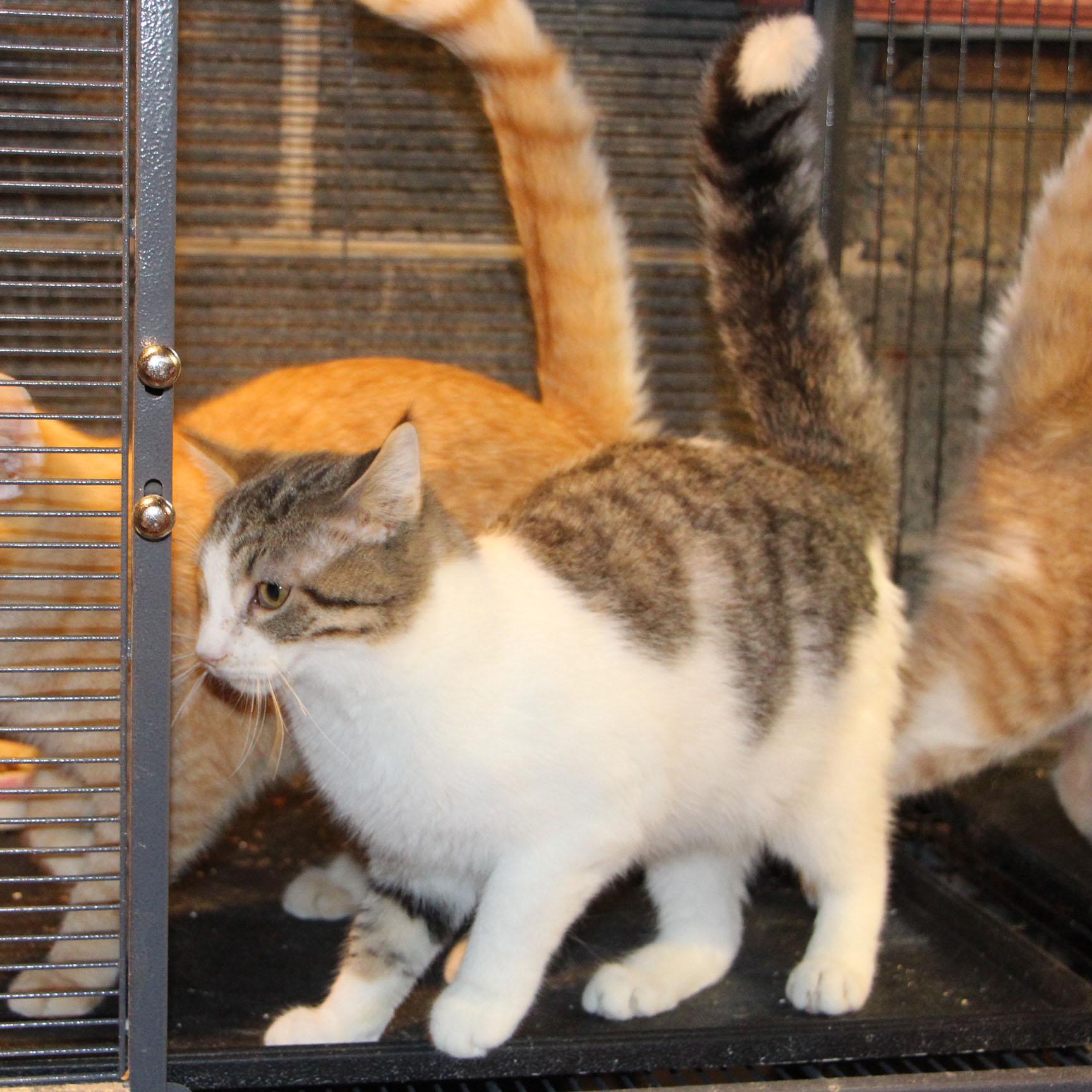 Enlarge Barney Fife, a Adoptable mixed breed in Harrisburg, PA image 1/4