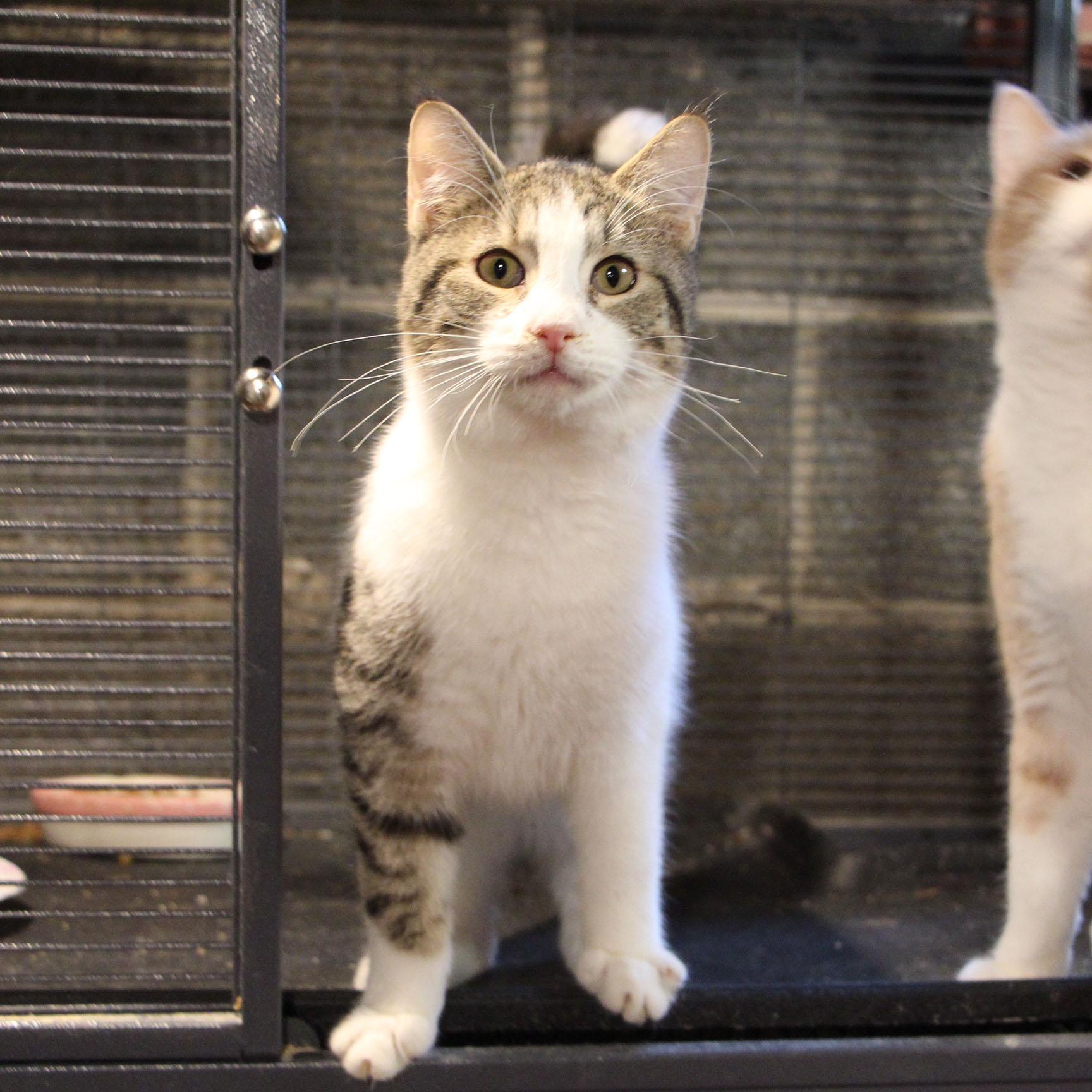 Barney Fife, Adoptable, Kitten Male Tabby & Domestic Short Hair.