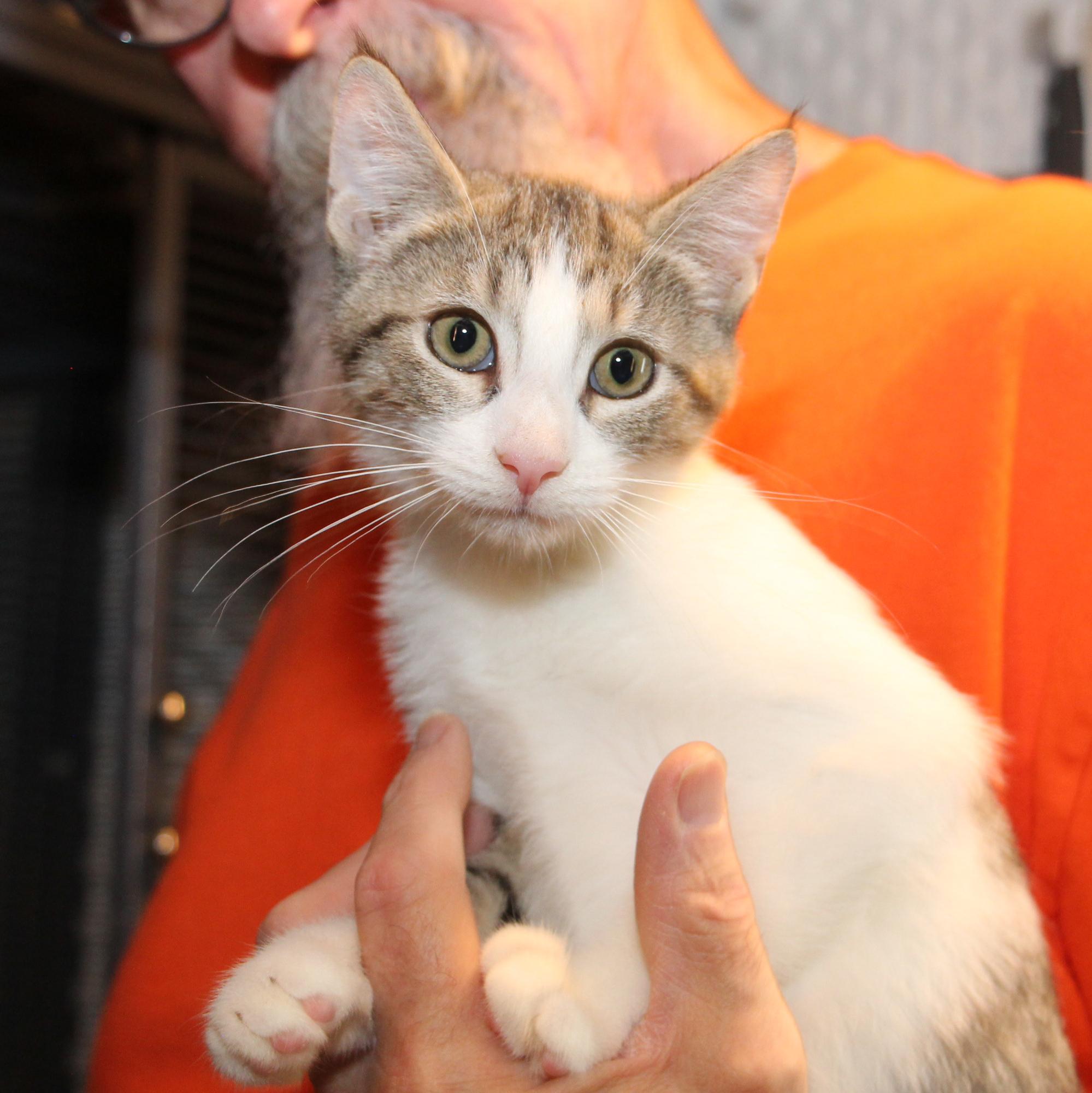 Barney Fife, Adoptable, Kitten Male Tabby & Domestic Short Hair.