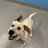 Enlarge Oat, a ADOPTABLE mixed breed in Hilliard, OH image 3/3