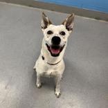 Enlarge Oat, a ADOPTABLE mixed breed in Hilliard, OH image 1/3