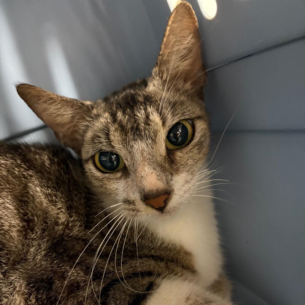 Shanti, Adoptable, Young Female Domestic Short Hair.