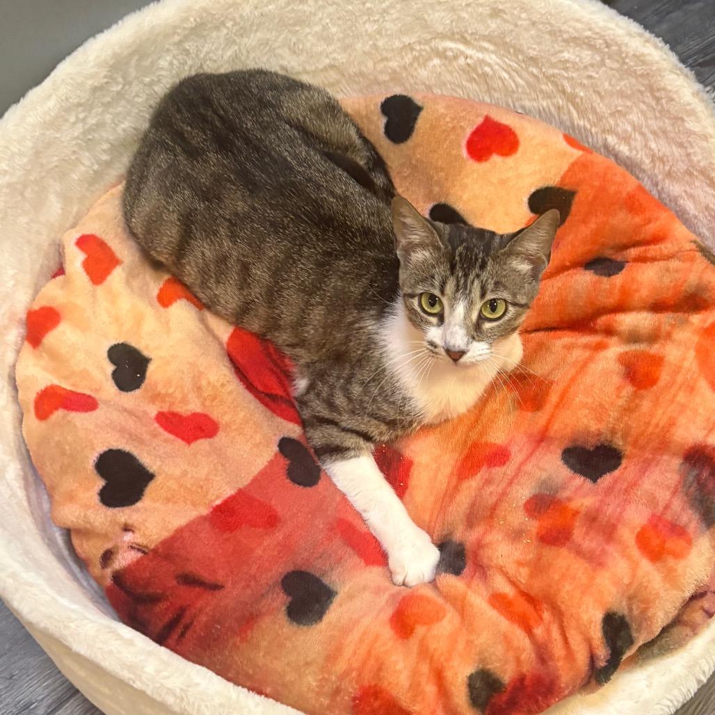 Shanti, a Adoptable Domestic Short Hair in Lake Jackson, TX image 3/3