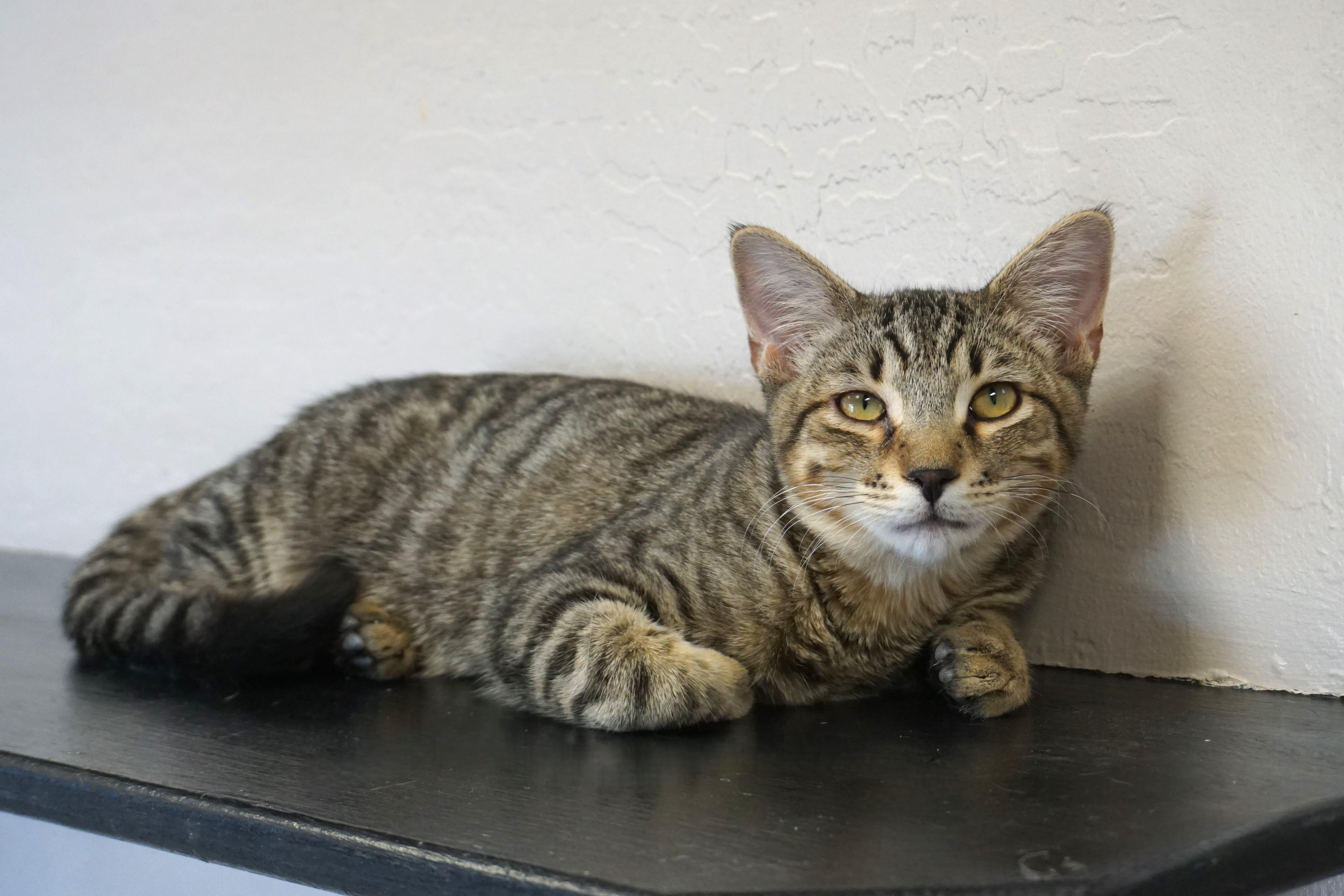 Vivaldi, a Adoptable Domestic Short Hair in Fountain Hills, AZ image 4/6