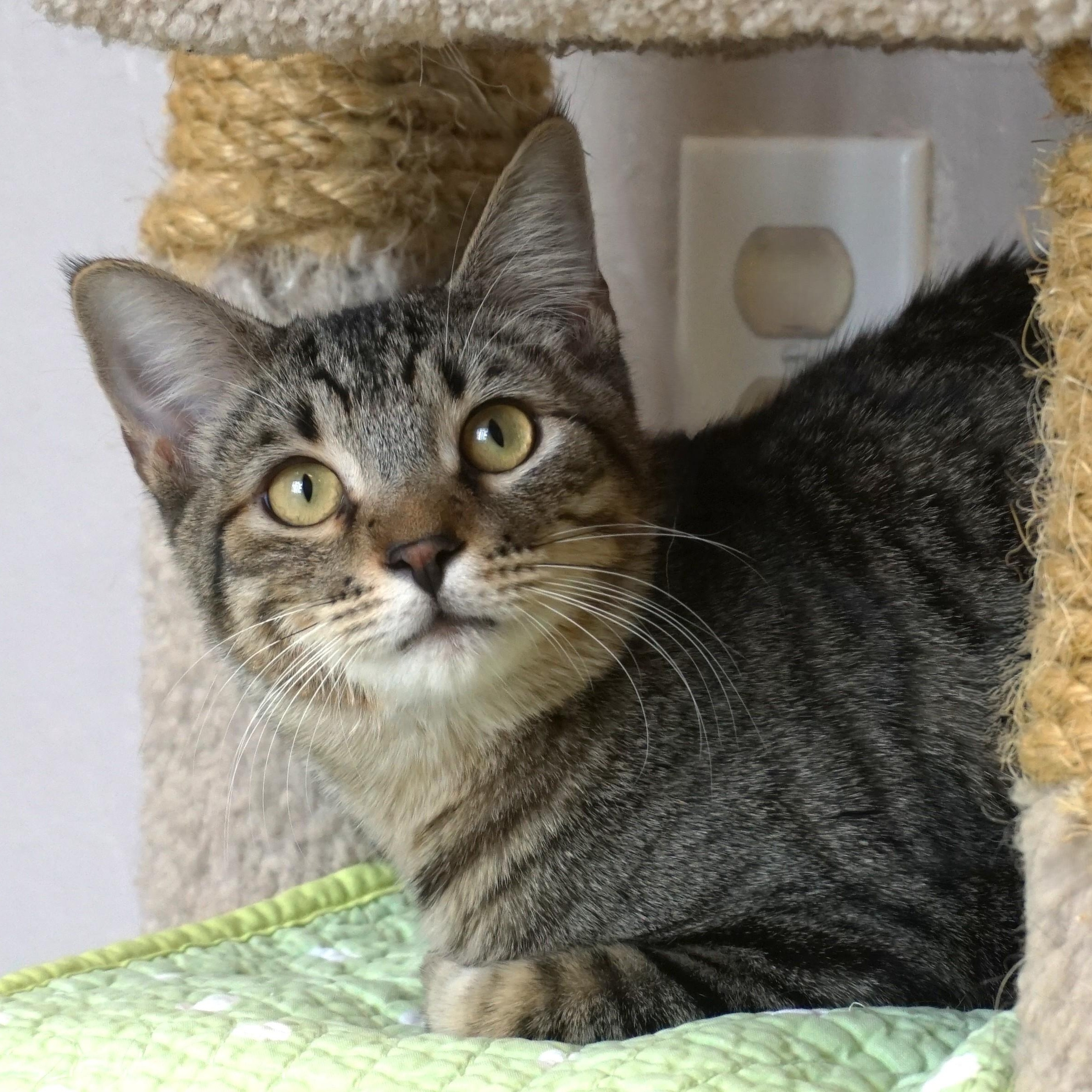 Vivaldi, Adoptable, Young Male Domestic Short Hair.
