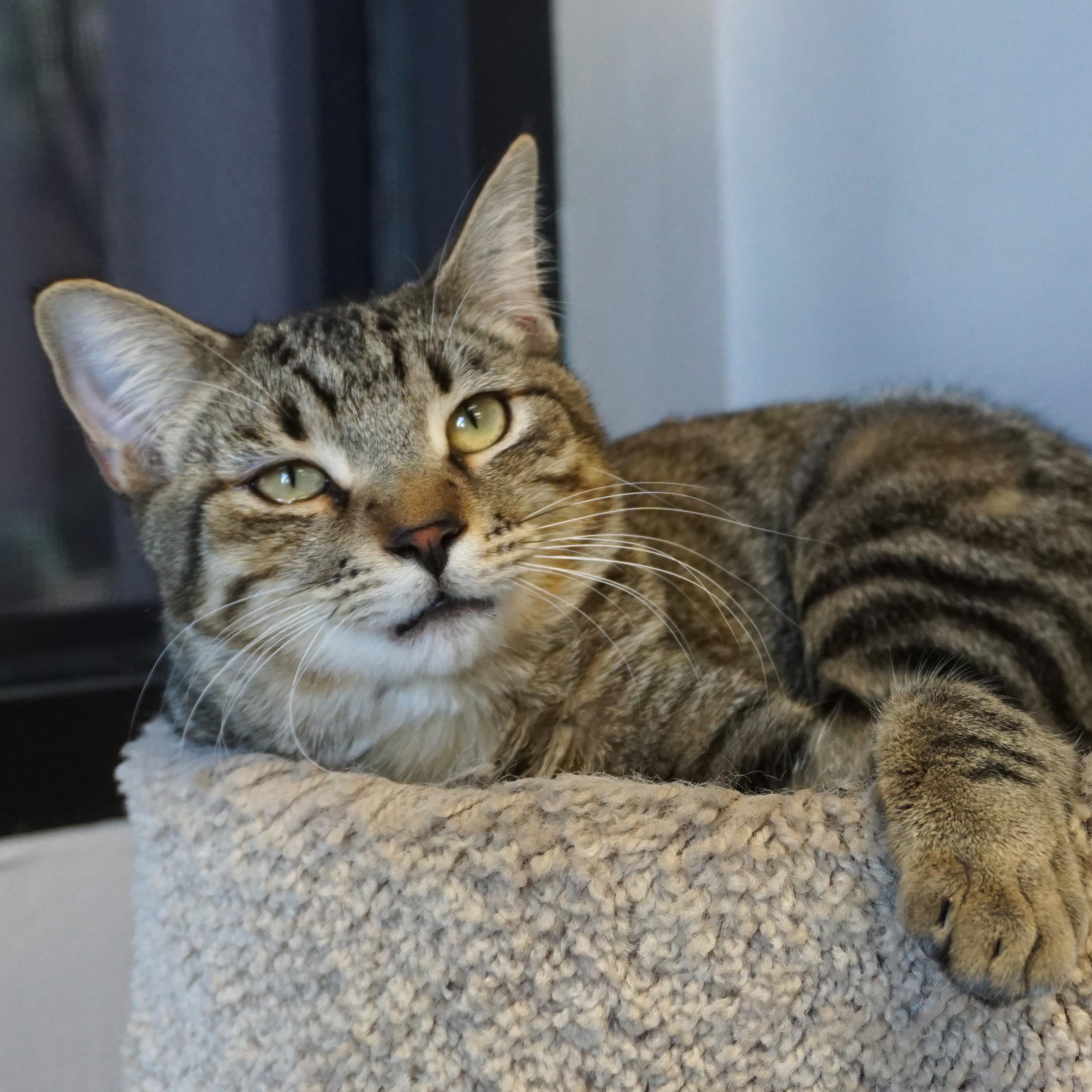 Enlarge Vivaldi, a Adoptable Domestic Short Hair in Fountain Hills, AZ image 1/6