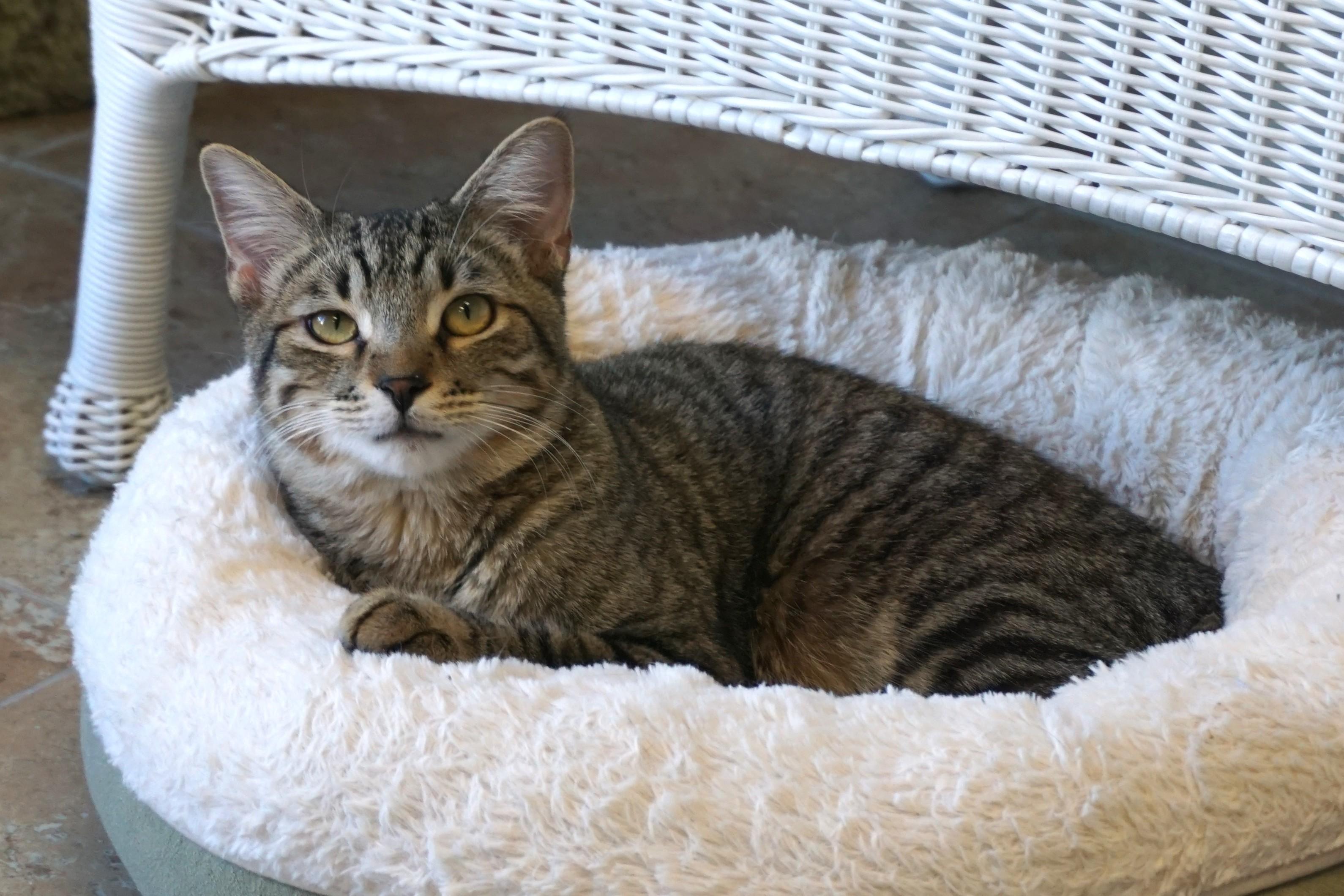 Vivaldi, a Adoptable Domestic Short Hair in Fountain Hills, AZ image 2/6