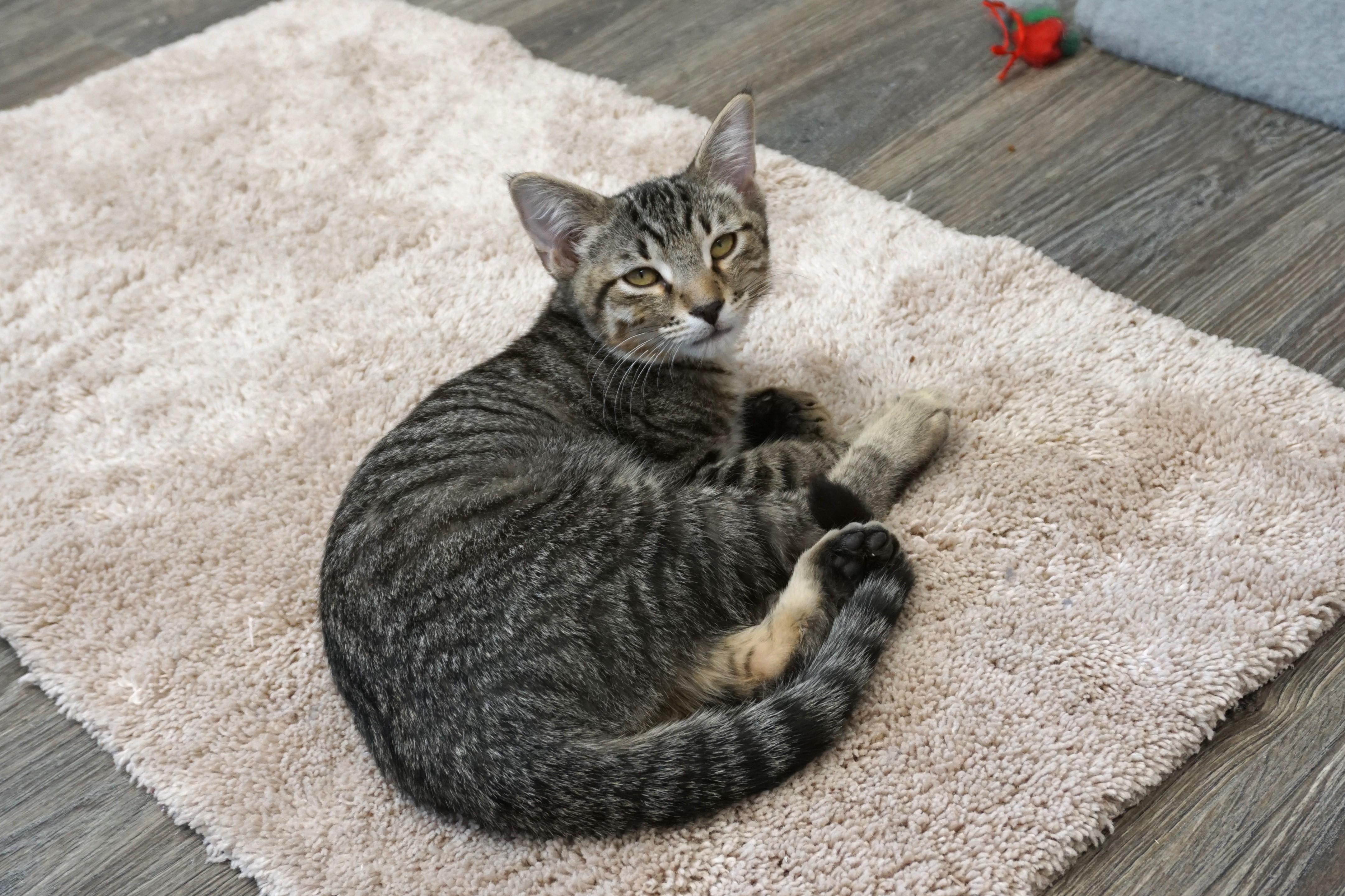 Vivaldi, a Adoptable Domestic Short Hair in Fountain Hills, AZ image 6/6