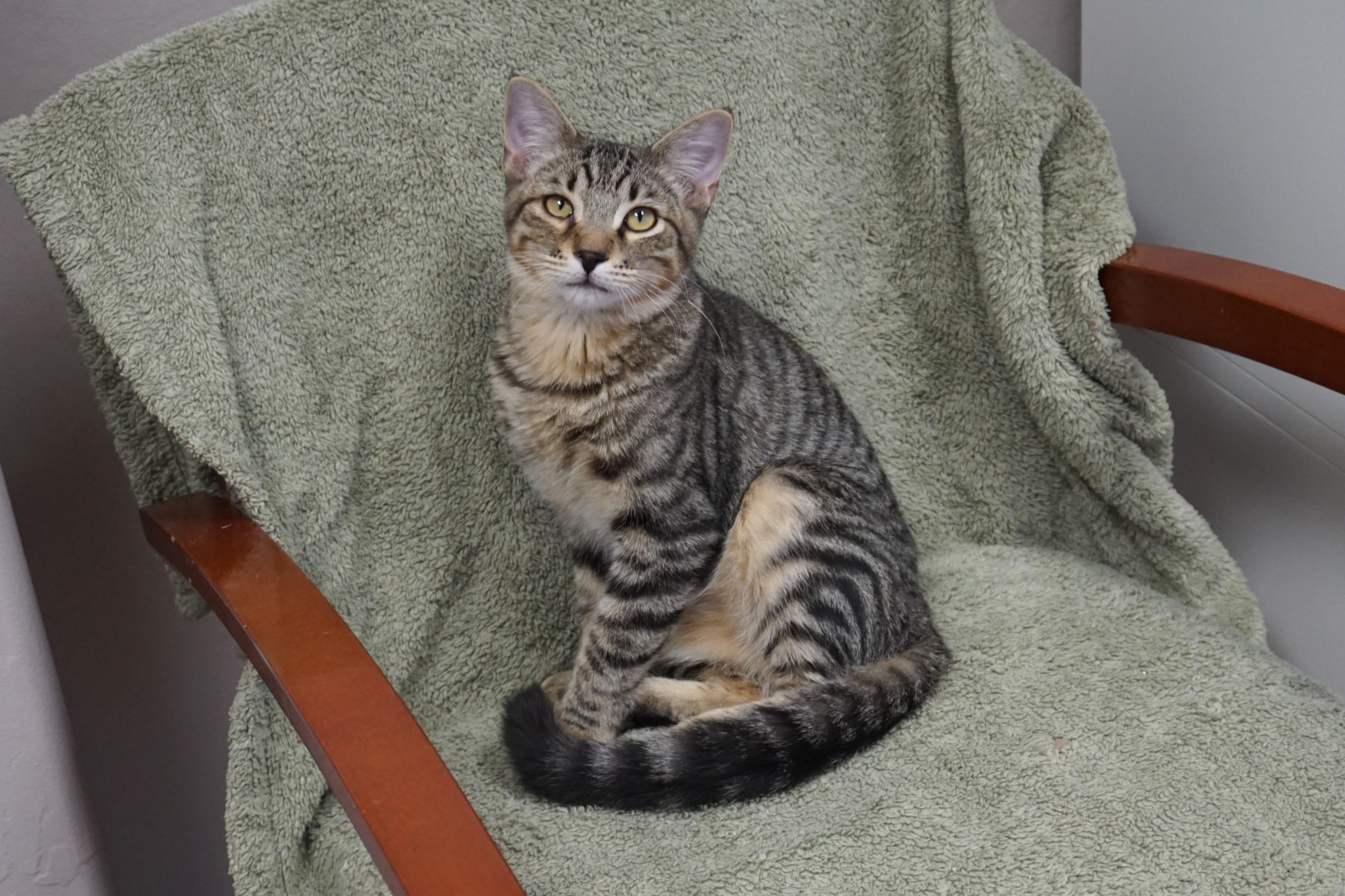 Vivaldi, Adoptable, Young Male Domestic Short Hair.