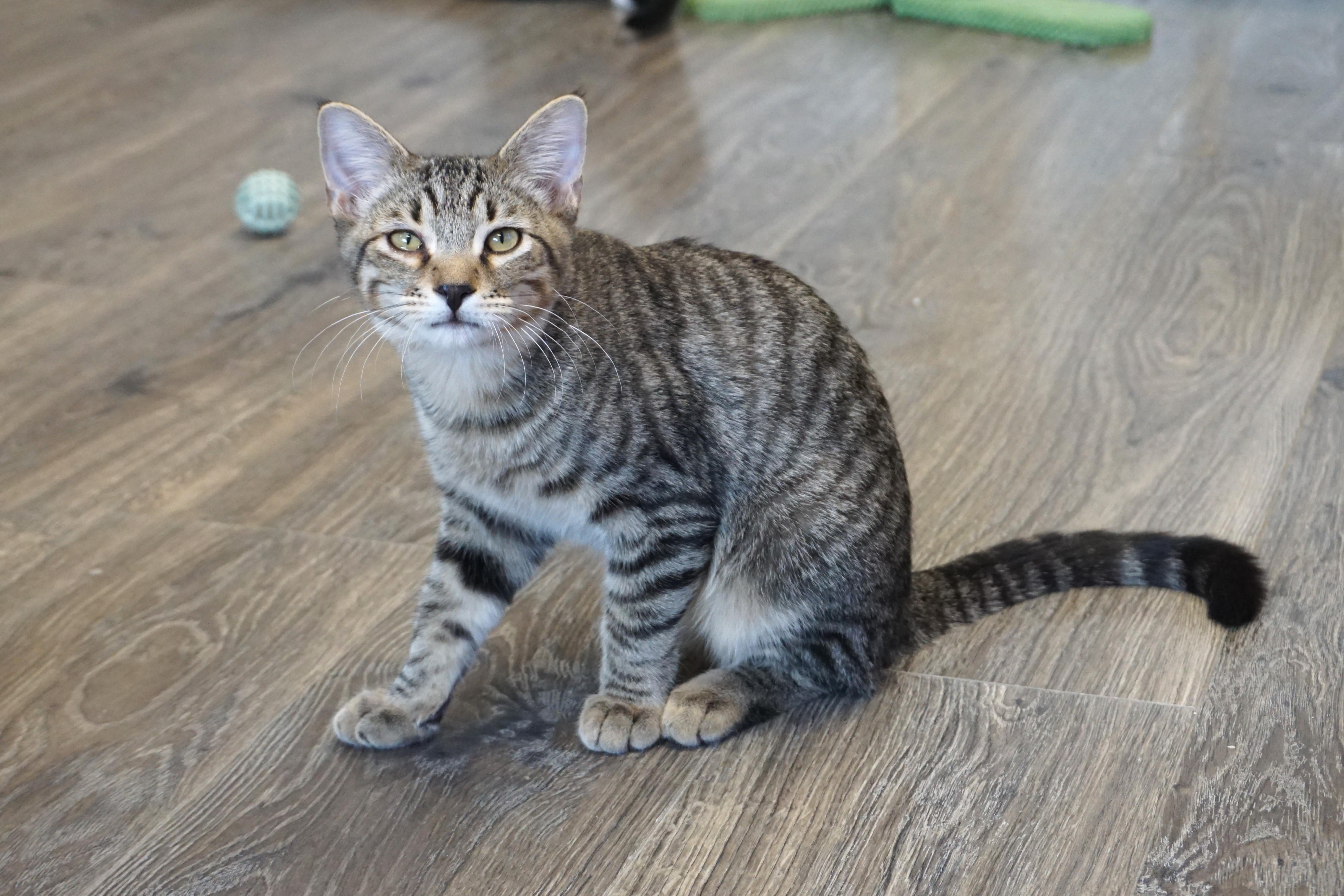 Vivaldi, a Adoptable Domestic Short Hair in Fountain Hills, AZ image 5/6