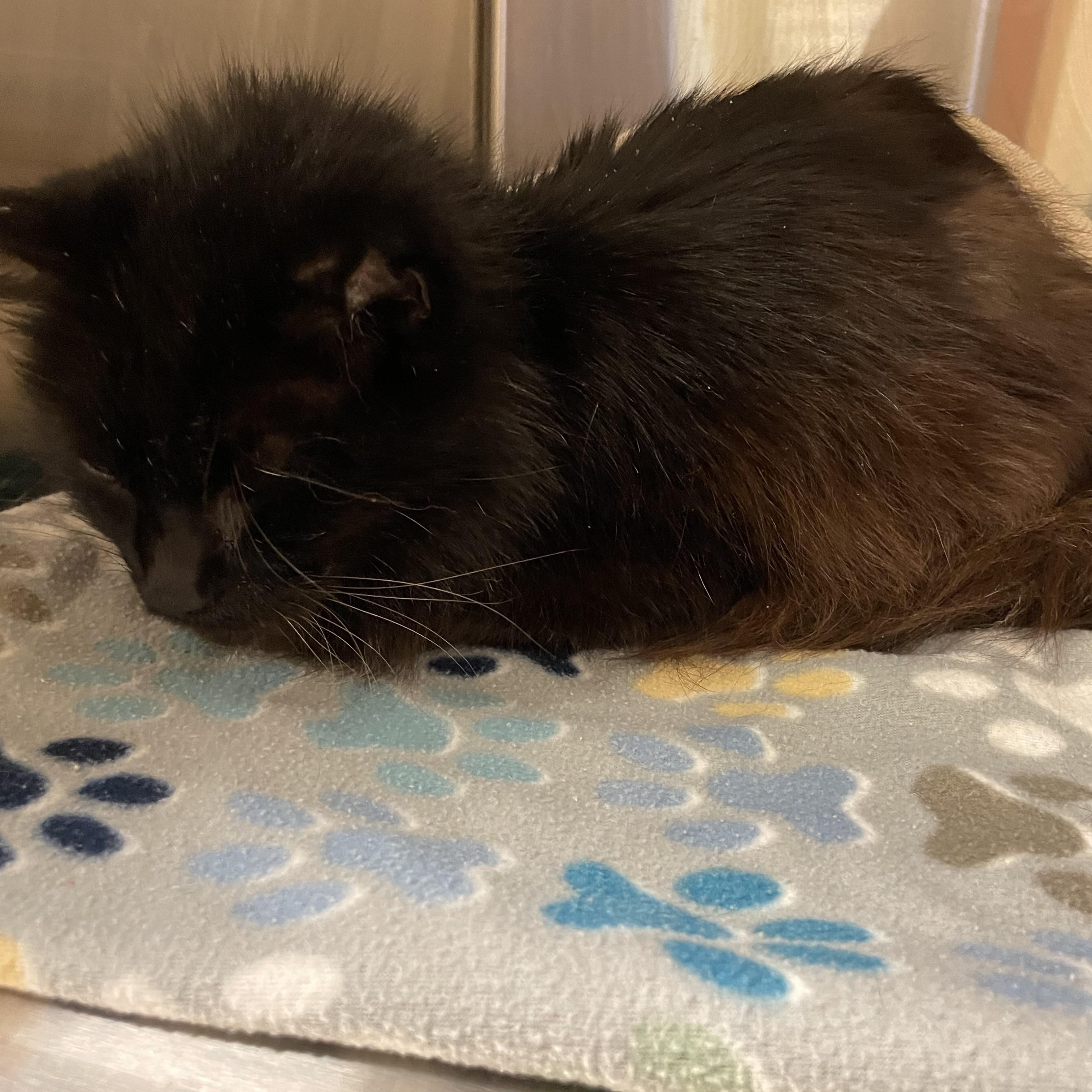 Lazlo, a ADOPTABLE Domestic Long Hair in Ontario, NY image 2/2