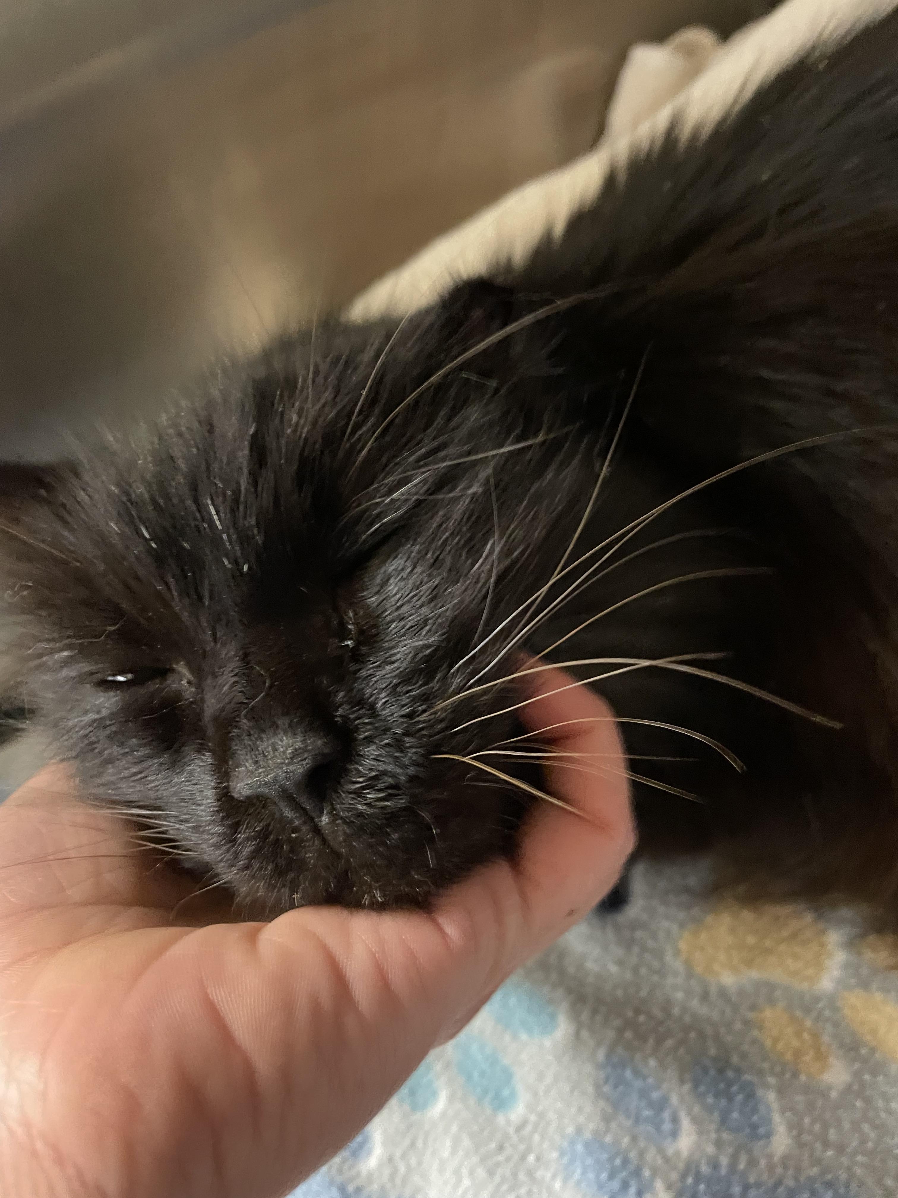 Lazlo, ADOPTABLE, Senior Male Domestic Long Hair.