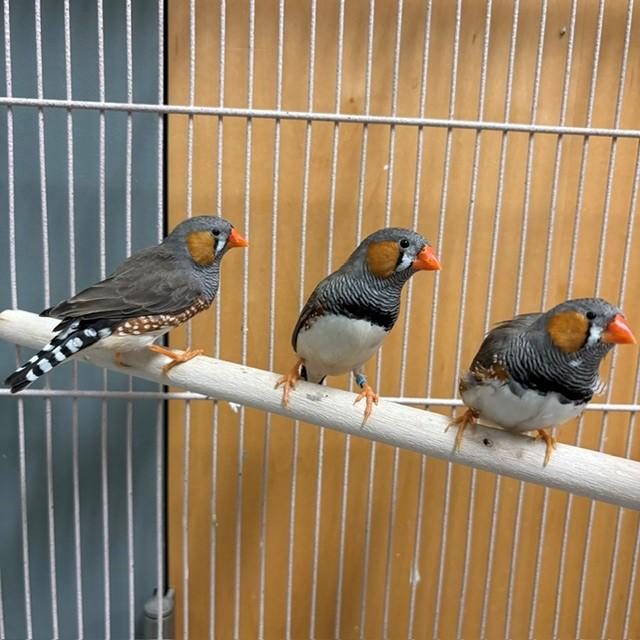HERMES, Adoptable, Adult Male Finch.