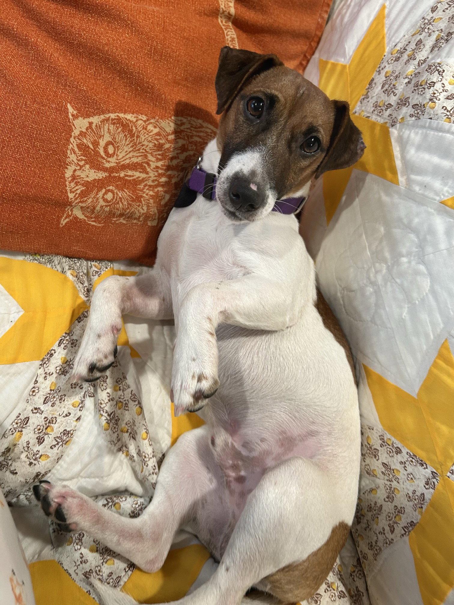 Rocket, Adoptable, Young Male Jack Russell Terrier.