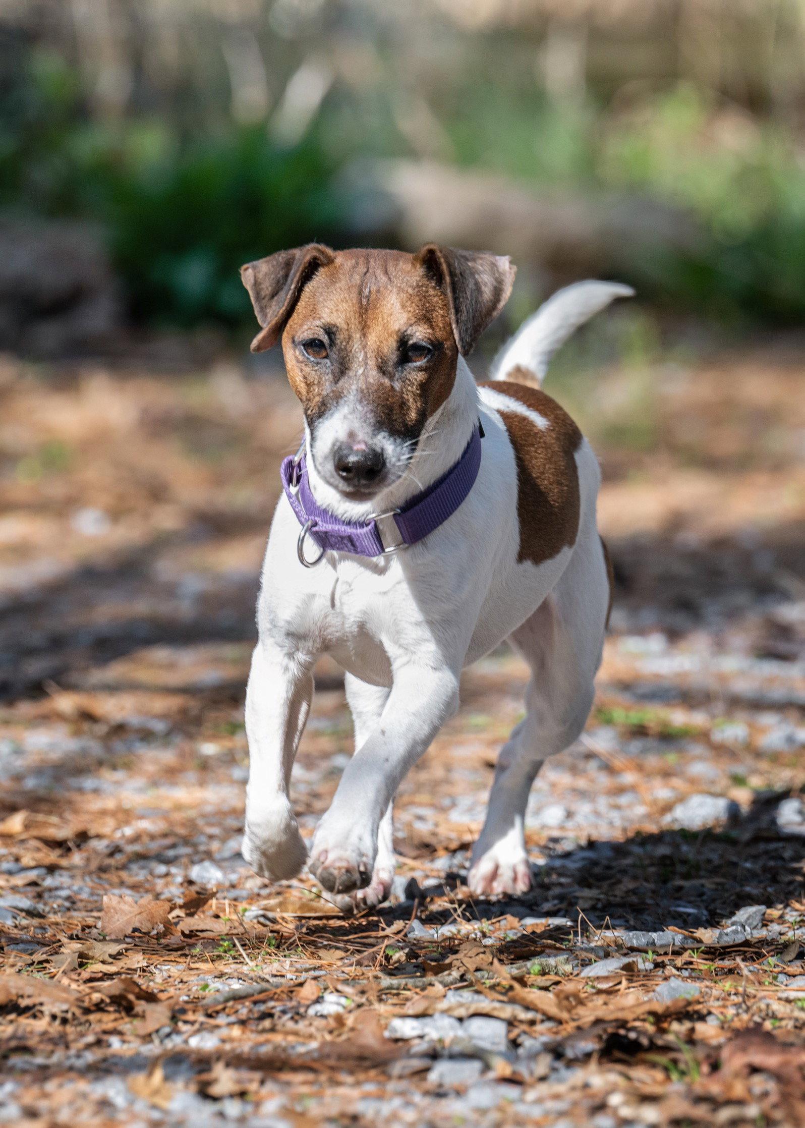 Enlarge Rocket, a Adoptable Jack Russell Terrier in Lancaster, PA image 3/3