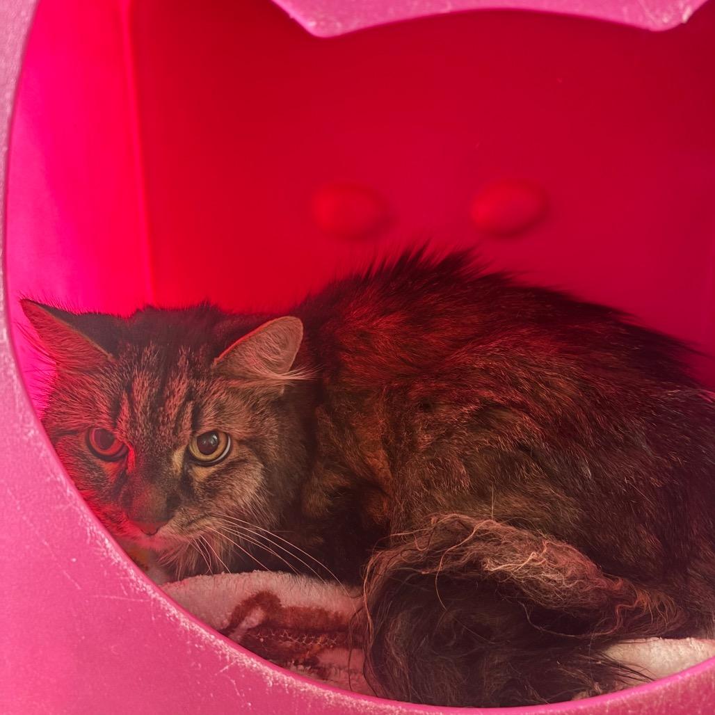 Abby, Adoptable, Senior Female Domestic Long Hair.