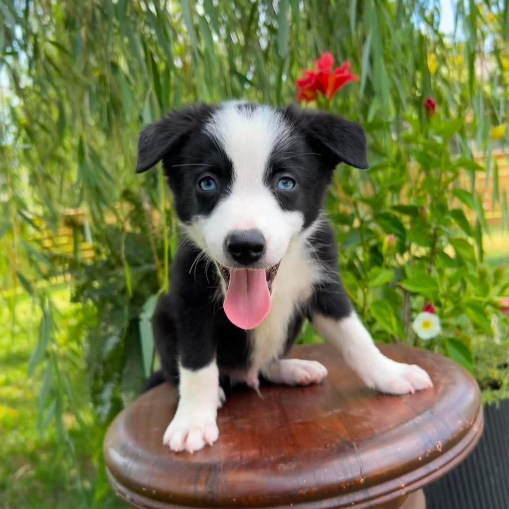 Espresso, a Adoptable Border Collie in Jackson, MO image 1/6