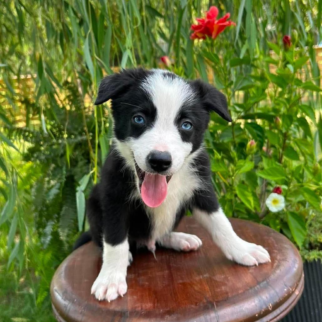 Espresso, a Adoptable Border Collie in Jackson, MO image 2/6