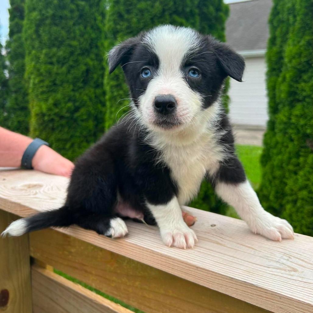 Espresso, a Adoptable Border Collie in Jackson, MO image 3/6