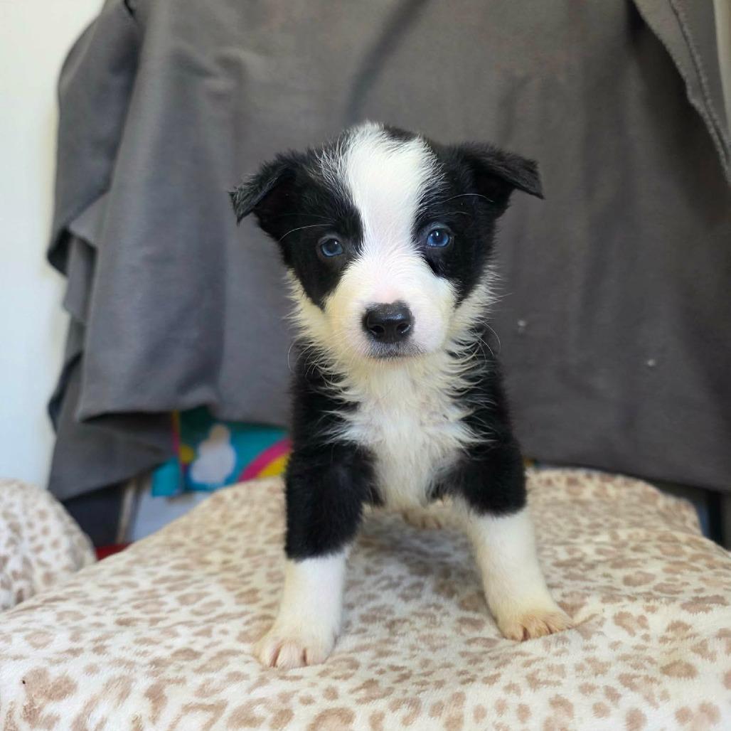 Espresso, a Adoptable Border Collie in Jackson, MO image 4/6