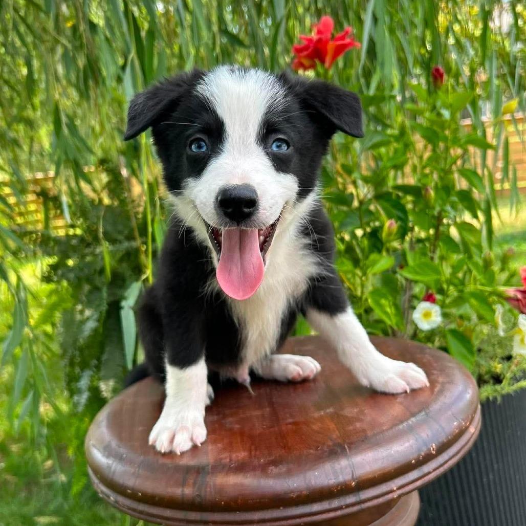 Espresso, a Adoptable Border Collie in Jackson, MO image 5/6