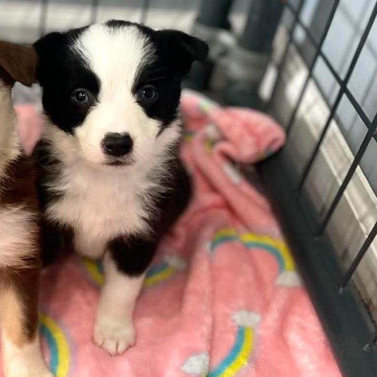 Espresso, a Adoptable Border Collie in Jackson, MO image 6/6