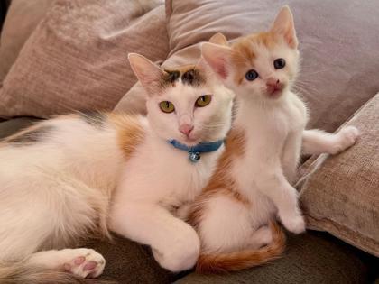 Juni, Adoptable, Kitten Female Domestic Short Hair & Domestic Short Hair.