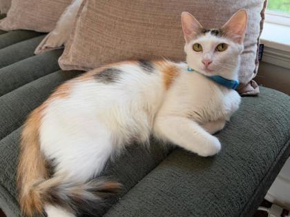 Enlarge Juni, a Adoptable mixed breed in San Antonio, TX image 2/3