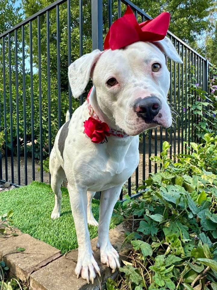 Enlarge Poppy, a Adoptable Pit Bull Terrier in Redlands, CA image 1/3