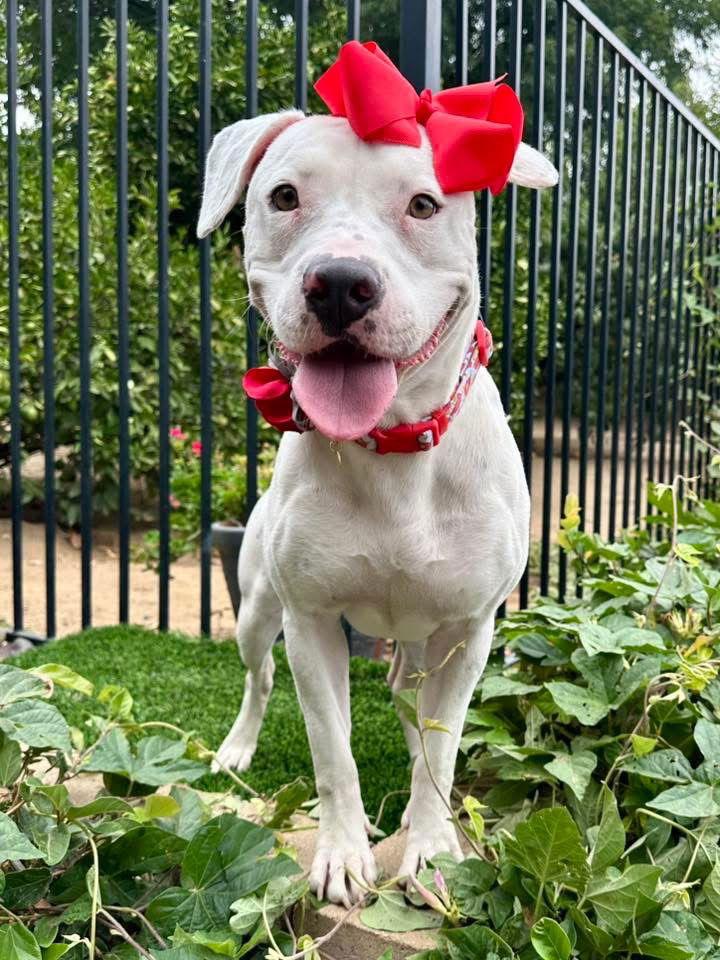 Enlarge Poppy, a Adoptable Pit Bull Terrier in Redlands, CA image 2/3
