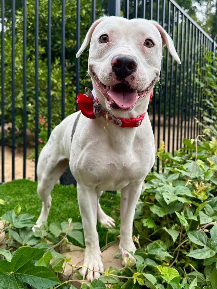 Enlarge Poppy, a Adoptable Pit Bull Terrier in Redlands, CA image 3/3