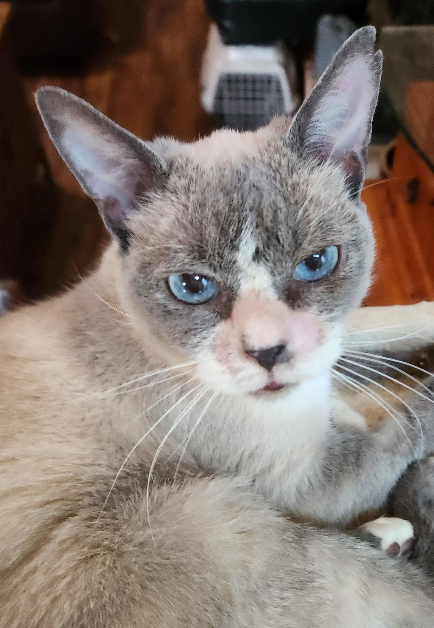 Sammie, an adoptable Snowshoe in Greenwood, IN, 46142 | Photo Image 1