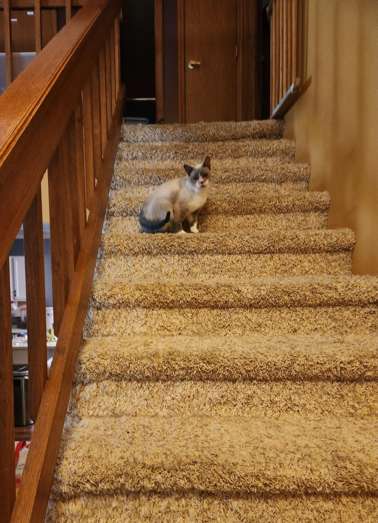 Sammie, an adoptable Snowshoe in Greenwood, IN, 46142 | Photo Image 2