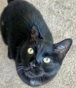 Miles, Adoptable, Adult Male Domestic Short Hair.